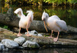 pelicans a la pêche