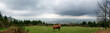 vache vache