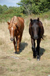 couple de chevaux
