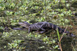 aligator3