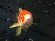 a koi called lucy a koi called lucy