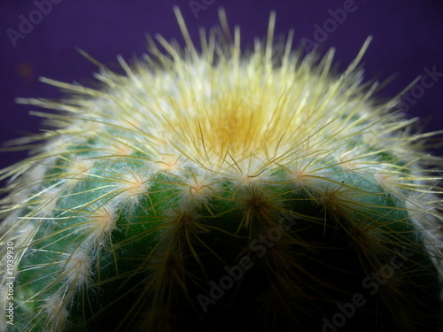 Photo: cactus cactus