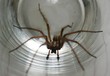 Photo: arachnid in glass arachnid in glass