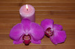 orchids