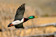 mallard at sunset