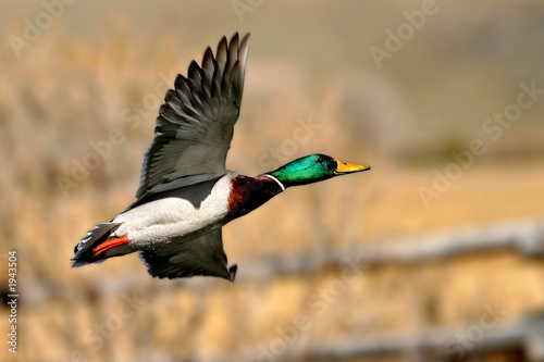 mallard at sunset