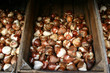 bulbes de printemps