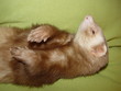 sleeping ferret