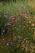 prairy garden