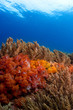 soft coral reefscape indonesia sulawesi
