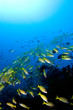 school of snappers over reef indonesia sulawesi