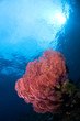 gorgonia coral indonesia sulawesi