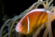nemo anemone fish indonesia sulawesi