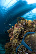 seastar with boat. philippines