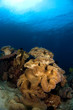 soft corals philippines