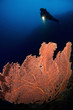 diver and gorgonia coral indonesia sulawesi