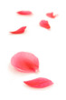fallen petals