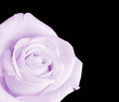 purple rose