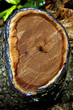 side view of a log
