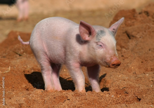 piglet piglet