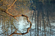 entre arbre et eau