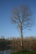 l'arbre solitaire