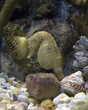 seahorse 3