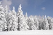 sapins croulant sous la neige