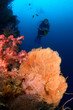 diver and gorgonia coral indonesia sulawesi