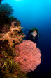 diver and gorgonia coral indonesia sulawesi
