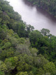 rain forest