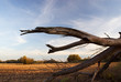 arid trunk