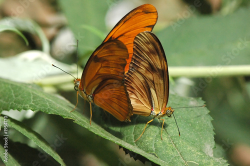 Photo: mating butterflies mating butterflies