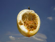 granadilla nectar in the sky