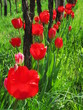 tulipani