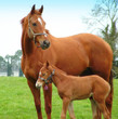 Photo : mother and foal