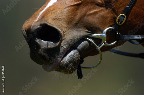 race horse 2