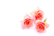 pink roses
