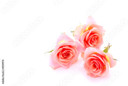Photo: pink roses pink roses