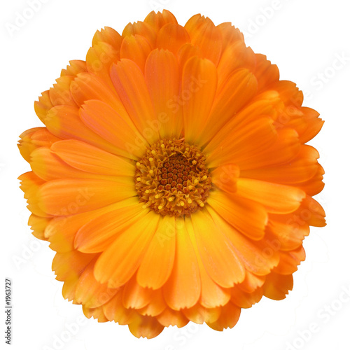 everlasting, bloom