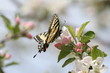 Foto: swallowtail swallowtail