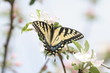 Foto: swallowtail swallowtail