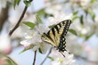 swallowtail