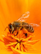 abeille butineuse