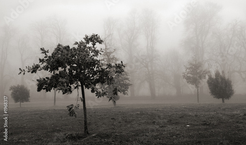 Foto: young oak tree, morning fog young oak tree, morning fog
