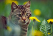 cat