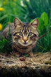 cat