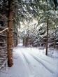 snowmobile trail -2