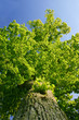 tall tree tall tree
