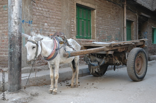 a donkey